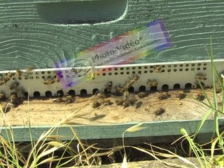APICULTURE Extrait 19