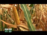 Institut za kukuruz Zemun Polje – hibridi kukuruza iz grupe zrenja FAO 600_391_14.03.2015.