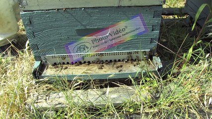 APICULTURE Extrait 21