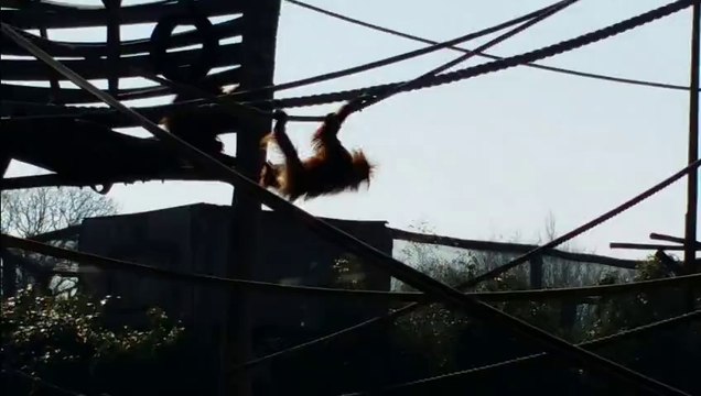 L'orang outang du zoo d'Amnéville