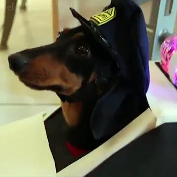 Cops & Robbers Part 2 - Crusoe Dachshund & Officer Oakley (Low)