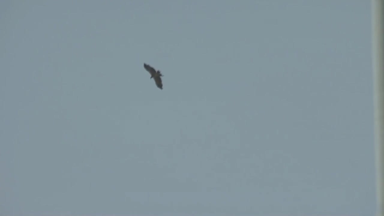 Dubai aus der Vogelperspektive: Adler fliegt mit Mini-Kamera über Wüstenstadt