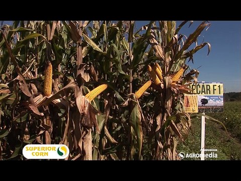 Superior – hibrid kukuruza Bećar “dobar za sušu, vlagu, ali i naš džep”_391_14.03.2015.