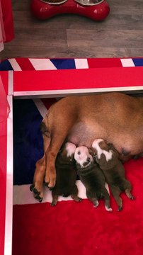 Full Moon et ses bébés chiots Bulldog Anglais à Brest