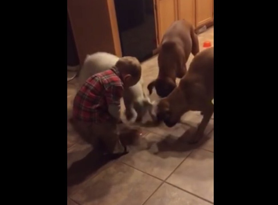 A Child Is Having Fun With Three Dogs
