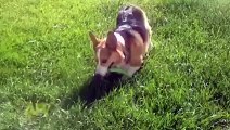 This smart dog can do a whole lot more than just catch! Sure makes our jobs easi...