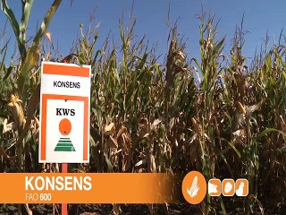 KWS – hibrid kukuruza Konsens_391_14.03.2015.
