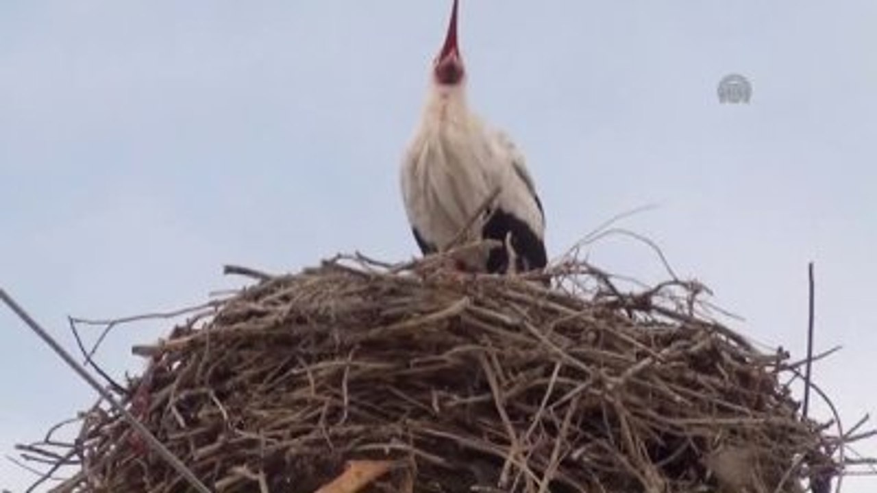 Baharın Müjdecisi Leylekler Geldi