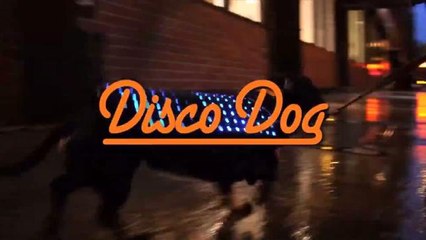 The Disco Dog LED Vest is Louder Than Your Dog's Bark