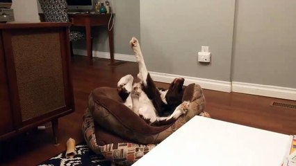 Chien voit un rêve intéressant / Dog sees an interesting dream