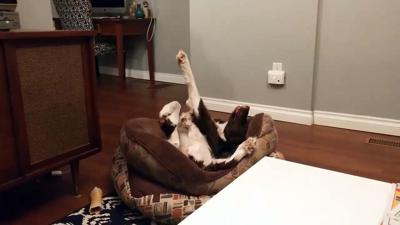 Chien voit un rêve intéressant / Dog sees an interesting dream