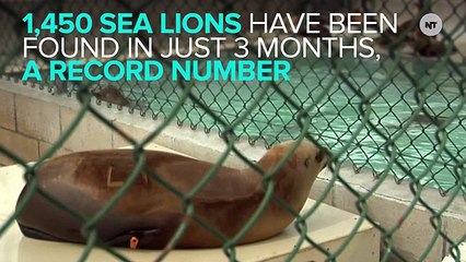 Starving, Abandoned Sea Lion Pups Are Washing Up In Record Numbers