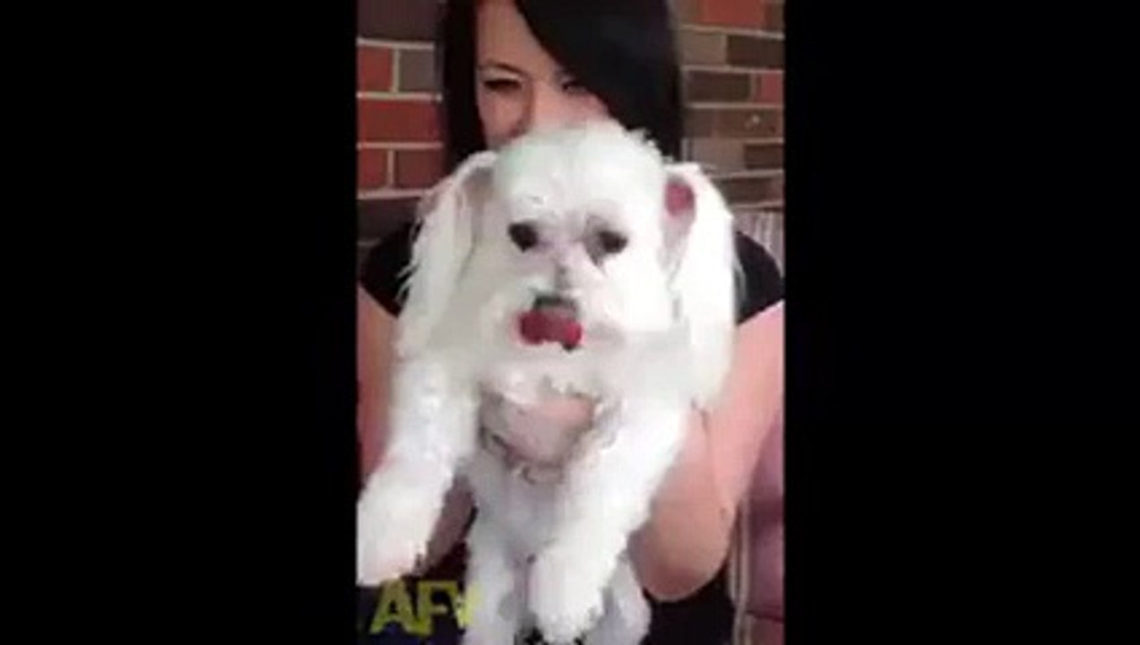 Does anybody speak dog?