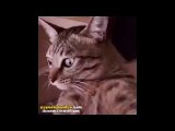 Gördükleri Karşısında Şaşıran Kedi
