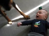 Un Rottweiler provoque des éclats de rire d'un enfant