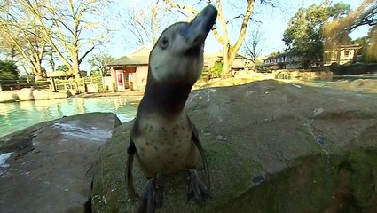 Why do penguins waddle?