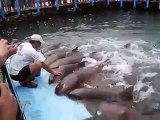 Cute Sharks Begging For FISH Treats