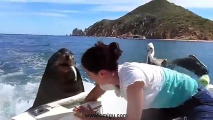 Feeding The Sea Lions