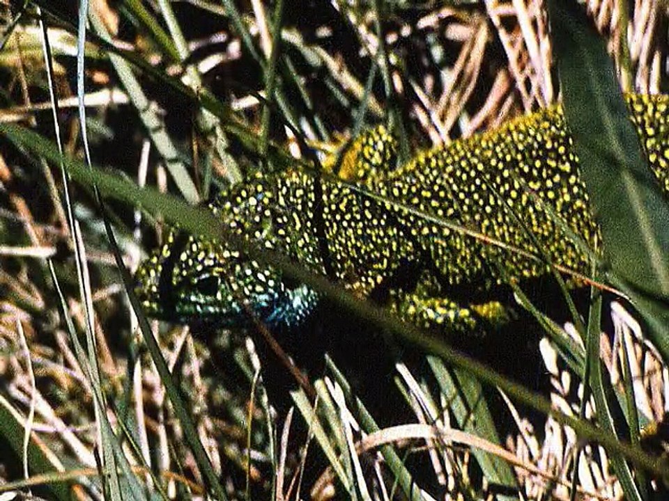 diaporamagardon