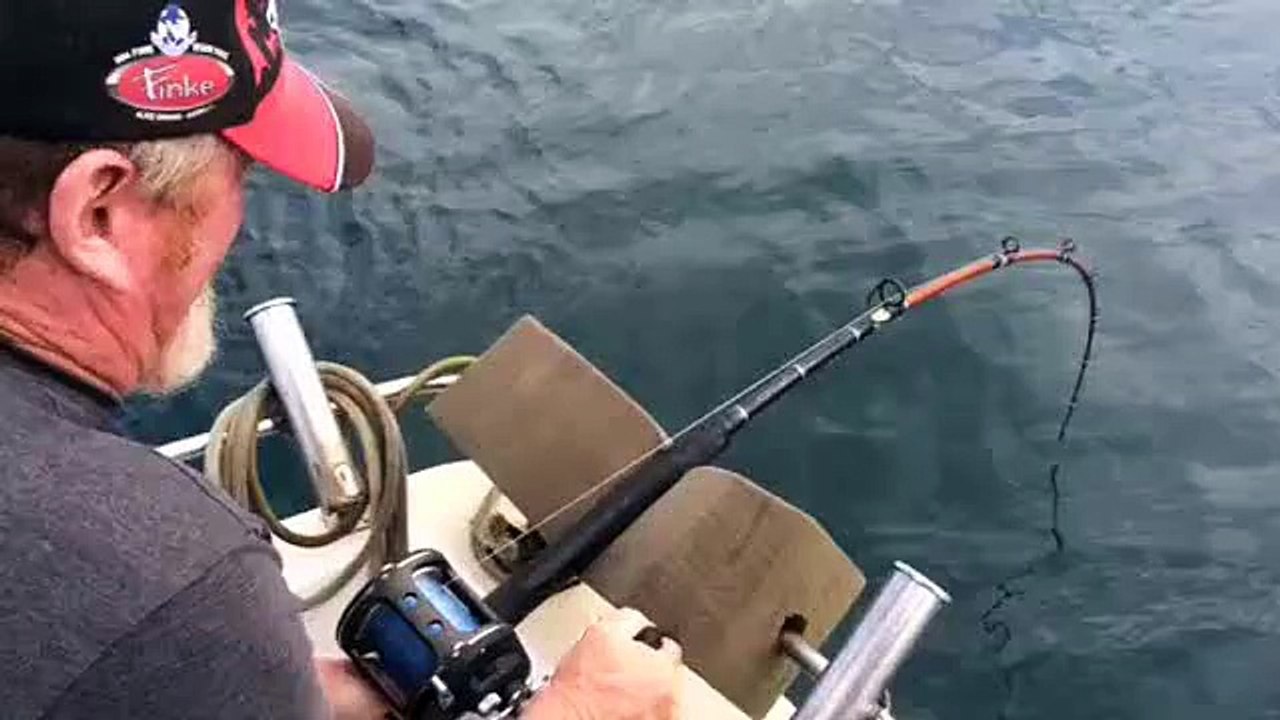 Un requin attaque ligne peche