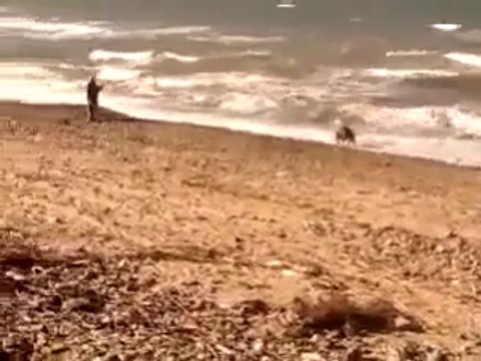 خنزير بري على الشاطئ !!! شاهد ما الذي حصل