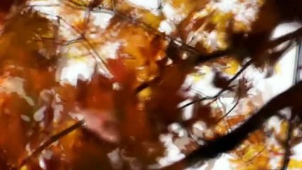 Symphony of Science - A Wave of Reason