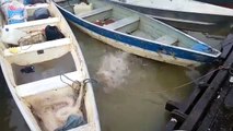 Il nourrit des piranhas dans une rivière au Brésil