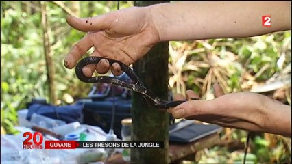 Une équipe de chercheurs au cœur de la forêt amazonienne
