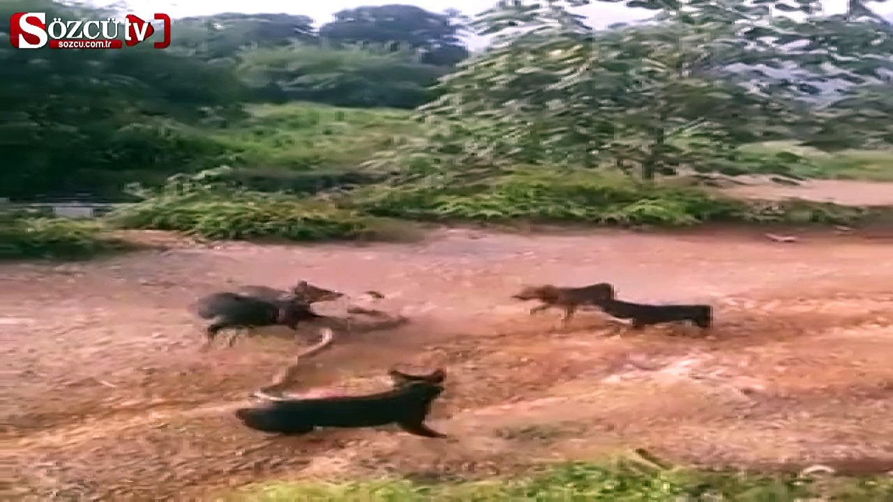 5 köpek kral kobraya karşı!