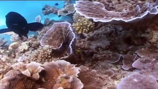 Quicksilver - Agincourt Reef