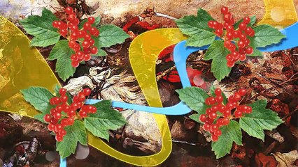 Козаки. Тінь сонця