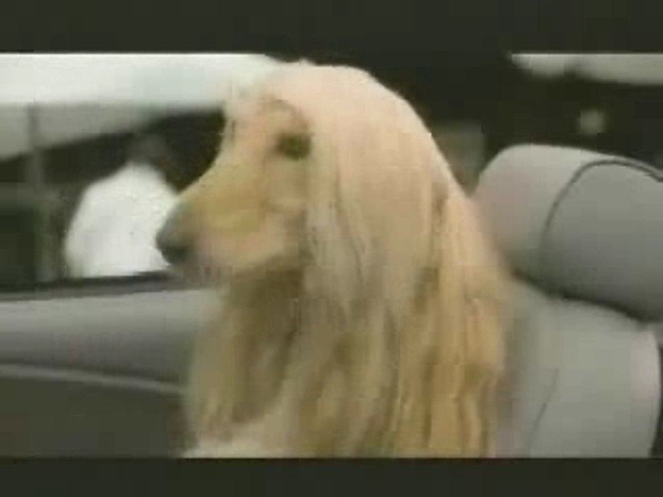 Corna in diretta