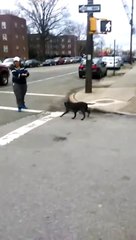 Video Shows Cat Being Kicked As It Fights Dog