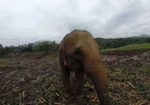 Elephant Tries to Grab a GoPro