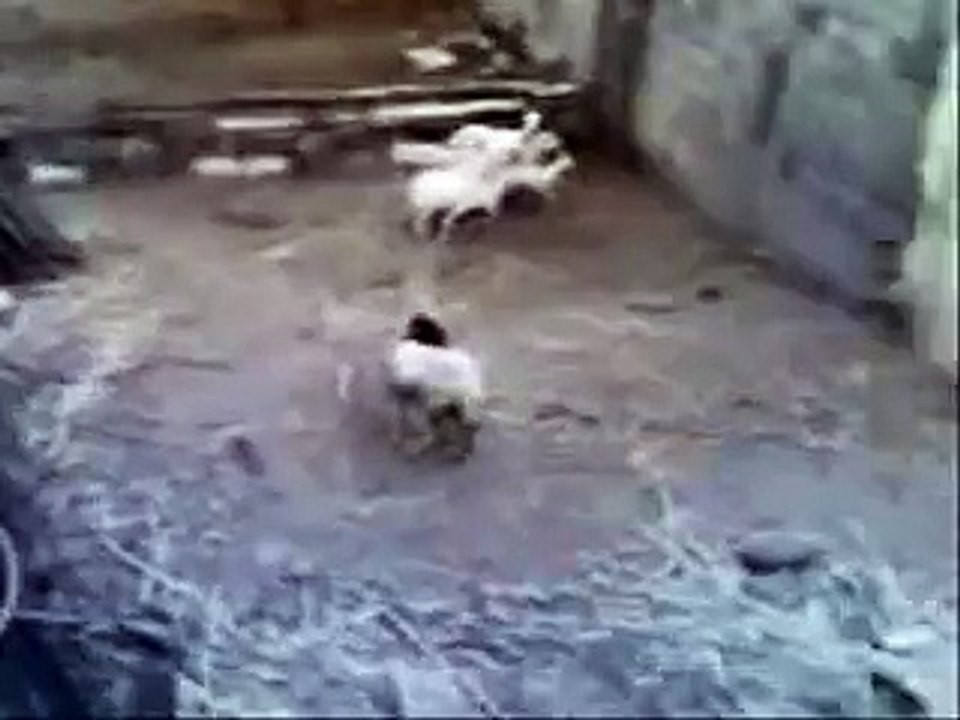 Is this Real Ghost Must Watch