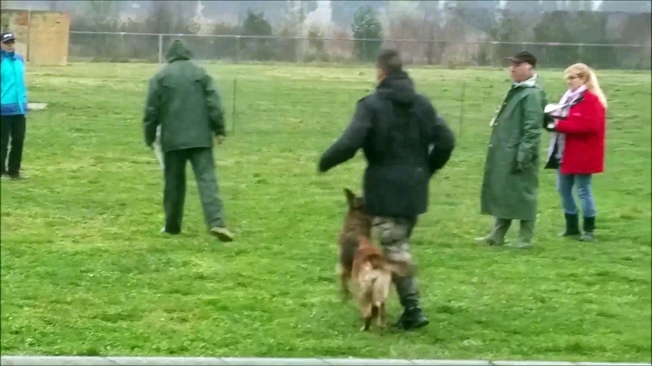 E'Tara des Sept Licornes Brevet Obéissance 2015