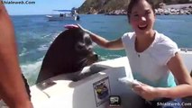 TURISTA CONVIVE CON UN LEON MARINO EN LAS PLAYAS DE ENSENADA BAJA CALIFORNIA MEXICO MARZO 2015