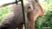 So violent Elephant Attack  on Tourists In Sri Lanka