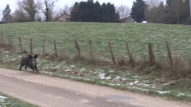 Un Sanglier charge une femme et se fait courser par des poneys!