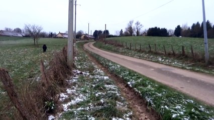 Boar attacked by pony!