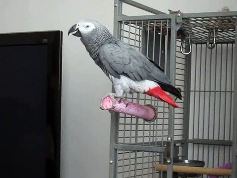 Hilarious parrot says My Name Is Bond, James Bond