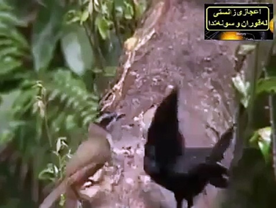 advencher birds