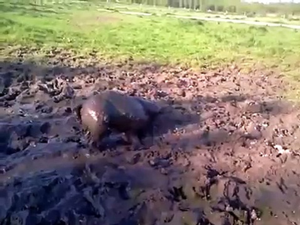 Çamur Banyosu Yapan Köpek