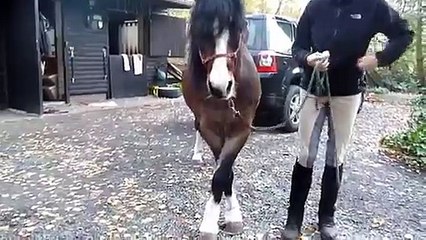 Beine kreuzen 2 - Zirkuslektion Clickertraining