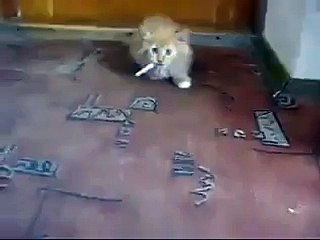 Sigarasını Vermeyen Tiryaki Kedi