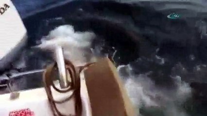 Balıkçı tuttu, köpekbalığı çaldı