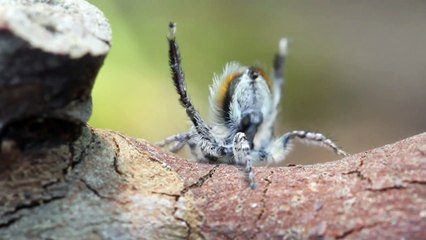 Peacock Spider 7 (Maratus speciosus)