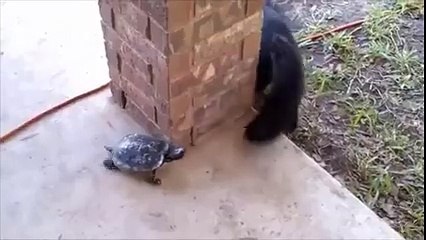 Cat and turtle playing