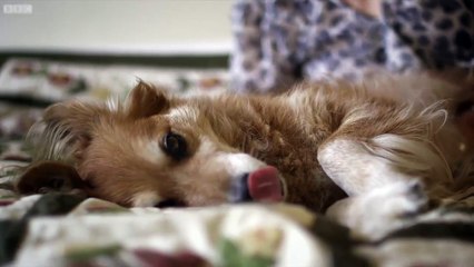 Dogs Can Smell Cancer