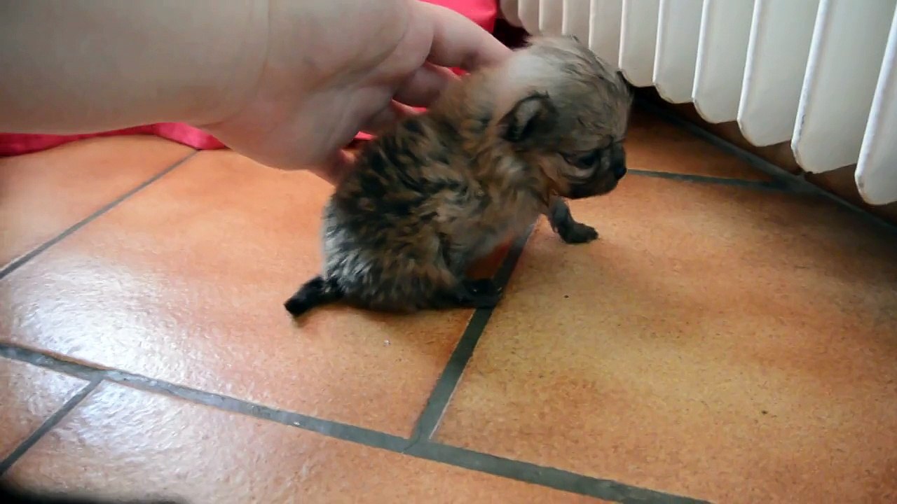 Lucky Du Domaine des Bouilles d'Amour